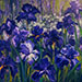 Iris Full Bloom